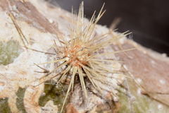 Cnidoscolus rostratus