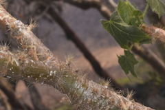 Cnidoscolus rostratus