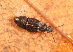 Omalium rugatum