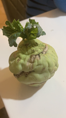 Brassica oleracea gongylodes