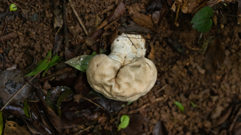 Calvatia craniiformis · January 2022 · photo: © deniszabin (iNaturalist, cc-by)