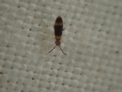 Entomobrya albocincta