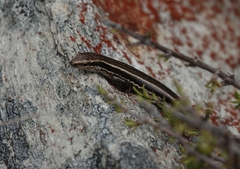 Oligosoma repens