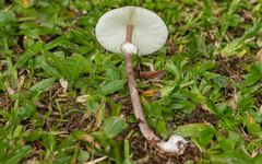 Macrolepiota pulchella