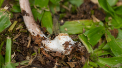 Macrolepiota pulchella