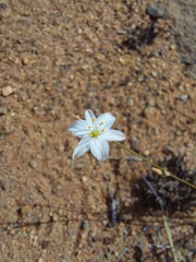 Chlorophytum calyptrocarpum