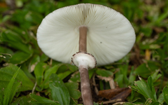 Macrolepiota pulchella