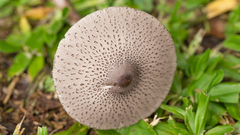 Macrolepiota pulchella