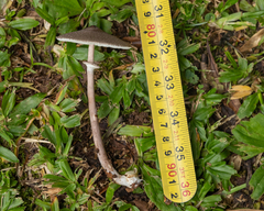 Macrolepiota pulchella