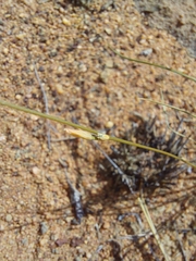 Chlorophytum calyptrocarpum