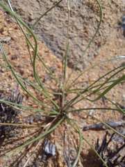 Chlorophytum calyptrocarpum