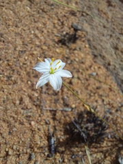 Chlorophytum calyptrocarpum