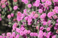 Phymatocarpus maxwellii