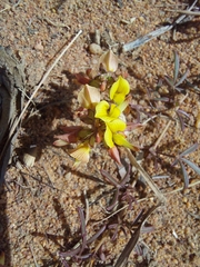 Listia heterophylla