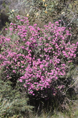 Phymatocarpus maxwellii