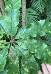 Powellia schefflericola