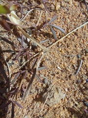 Listia heterophylla
