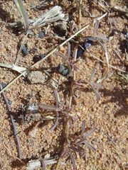 Listia heterophylla