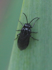 Rhadinoceraea micans