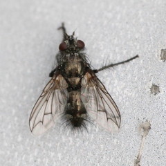 Periscepsia spathulata