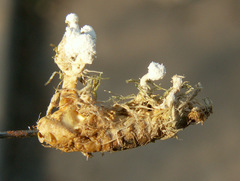 Cordyceps farinosa