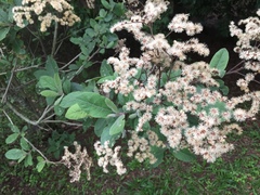 Vernonanthura patens