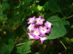 Lantana megapotamica