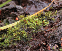 Ptychostomum moravicum