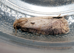 Acrolophus propinqua