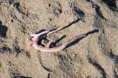 Jellyella tuberculata