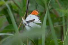 Colotis antevippe gavisa
