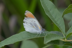 Colotis antevippe gavisa