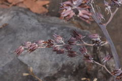 Echeveria gibbiflora