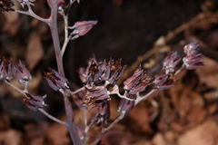 Echeveria gibbiflora