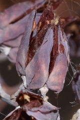 Echeveria gibbiflora