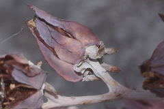 Echeveria gibbiflora
