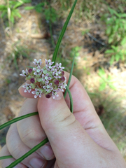 Asclepias michauxii
