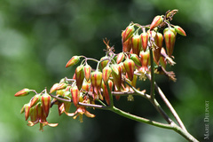 Cotyledon velutina