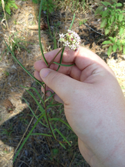 Asclepias michauxii