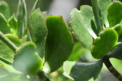 Cotyledon velutina