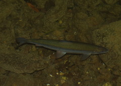 Coregonus