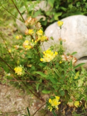 Anthyllis vulneraria polyphylla