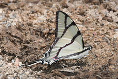 Eurytides bellerophon