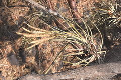 Tillandsia hubertiana