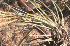 Tillandsia hubertiana