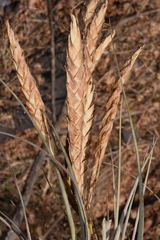 Tillandsia hubertiana