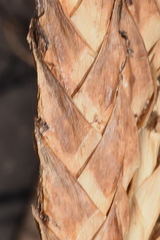 Tillandsia hubertiana