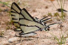 Eurytides bellerophon