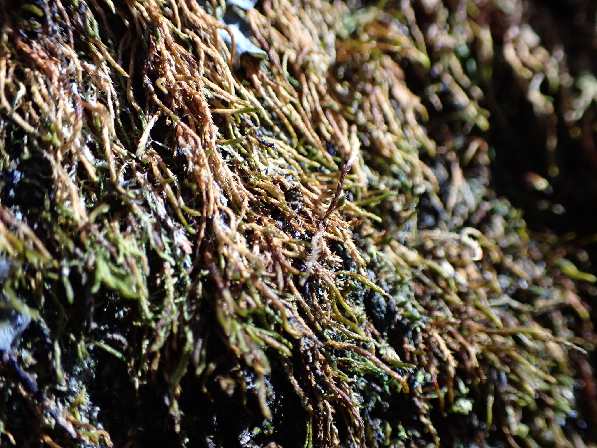 Regmatodontaceae