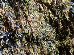 Regmatodon orthostegius